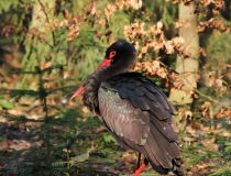 34.Čáp černý (Ciconia nigra)