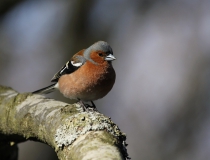 36.Pěnkava obecná (Fringilla coelebs)