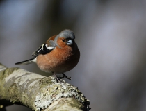 37.Pěnkava obecná (Fringilla coelebs)