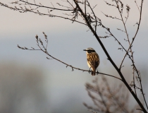 39.Bramborníček hnědý (Saxicola rubetra)