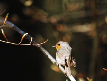 41.Červenka obecná (Erithacus rubecula)