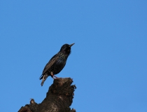 46.Špaček obecný (Sturnus vulgaris)