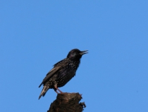 47.Špaček obecný (Sturnus vulgaris)