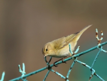 48.Budníček menší (Phylloscopus collybita)