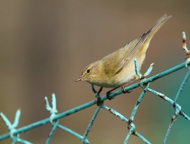 49.Budníček menší (Phylloscopus collybita)
