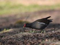 50.Slípka zelenonohá - dospělý pták (Gallinula chloropus)