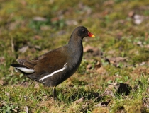 51.Slípka zelenonohá - dospělý pták (Gallinula chloropus)