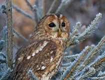 52.Puštík obecný (Strix aluco)
