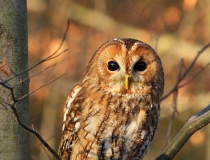 53.Puštík obecný (Strix aluco)