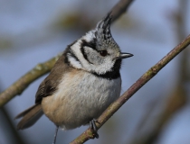 55.Sýkora parukářka (Lophophanes cristatus)