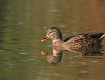 56.Kachna divoká (Anas platyrhynchos)