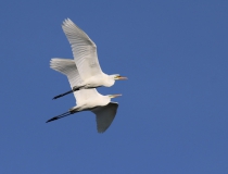 57.Volavka bílá (Ardea alba)