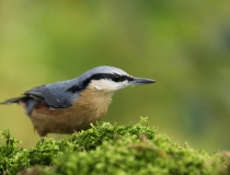 62.Brhlík lesní (Sitta europaea)