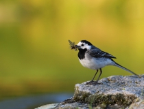 69.Konipas bílý (Motacilla alba)