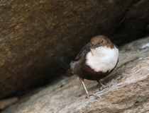 7.Skorec vodní (Cinclus cinclus)