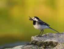 70.Konipas bílý (Motacilla alba)