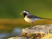 71.Konipas bílý (Motacilla alba)