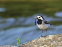72.Konipas bílý (Motacilla alba)