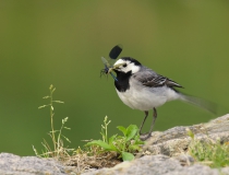 73.Konipas bílý (Motacilla alba)