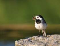 74.Konipas bílý (Motacilla alba)