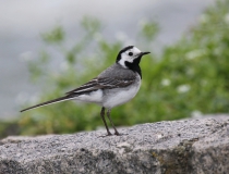 75.Konipas bílý (Motacilla alba)