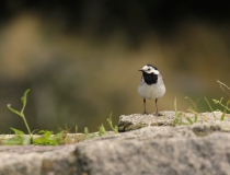 76.Konipas bílý (Motacilla alba)