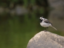 77.Konipas bílý (Motacilla alba)