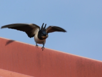 78.Vlaštovka obecná (Hirundo rustica)
