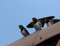 79.Vlaštovka obecná (Hirundo rustica)