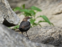 8.Vytrvalý potápěč (Cinclus cinclus)