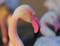 81.Plameňák růžový (Phoenicopterus ruber roseus)