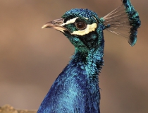 82.Páv korunkatý (Pavo cristatus)
