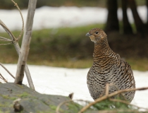 83.Tetřívek obecný-slepička (Tetrao tetrix)