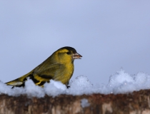 85.Čížek lesní (Carduelis spinus)