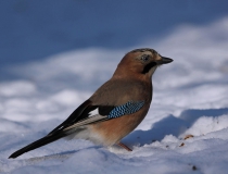 86.Sojka obecná (Garrulus glandarius)