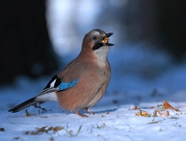 87.Sojka obecná (Garrulus glandarius)