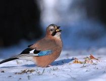 88.Sojka obecná (Garrulus glandarius)