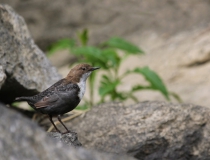 9.Skorec vodní (Cinclus cinclus)