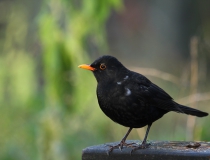 90.Kos černý (Turdus merula)