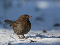 91.Kos černý-samice (Turdus merula)