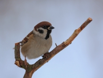92.Vrabec polní - samec (Passer montanus)