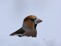 93.Dlask tlustozobý (Coccothraustes coccothraustes)
