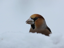 94.Dlask tlustozobý (Coccothraustes coccothraustes)