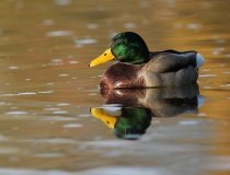 95.Kačer březňačky (Anas platyrhynchos)
