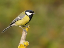 98.Sýkora koňadra (Parus major)