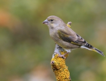99.Zvonek zelený (Carduelis chloris)