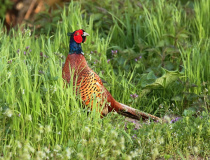Bažant obecný (Phasianus colchicus)