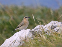 Bělořit šedý (Oenanthe oenanthe)