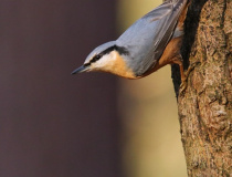 Brhlík lesní (Sitta europaea)