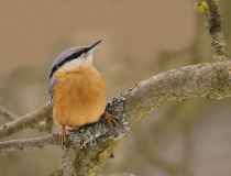 Brhlík lesní (Sitta europaea)